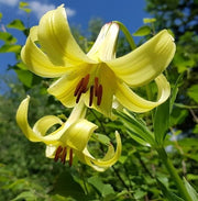 Kesselring Lily SEEDS - Lilium kesselringianum - Caribbean garden seed