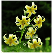 Kesselring Lily SEEDS - Lilium kesselringianum - Caribbean garden seed