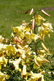 Kesselring Lily SEEDS - Lilium kesselringianum - Caribbean garden seed