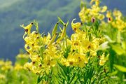 Kesselring Lily SEEDS - Lilium kesselringianum - Caribbean garden seed