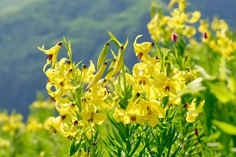 Kesselring Lily SEEDS - Lilium kesselringianum - Caribbean garden seed