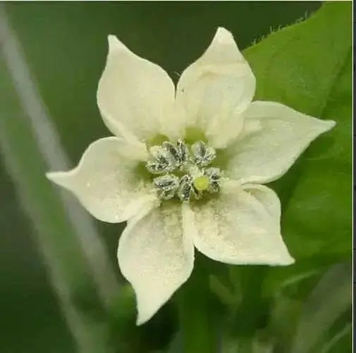 Kitchen Pepper Seeds - Caribbean garden seed