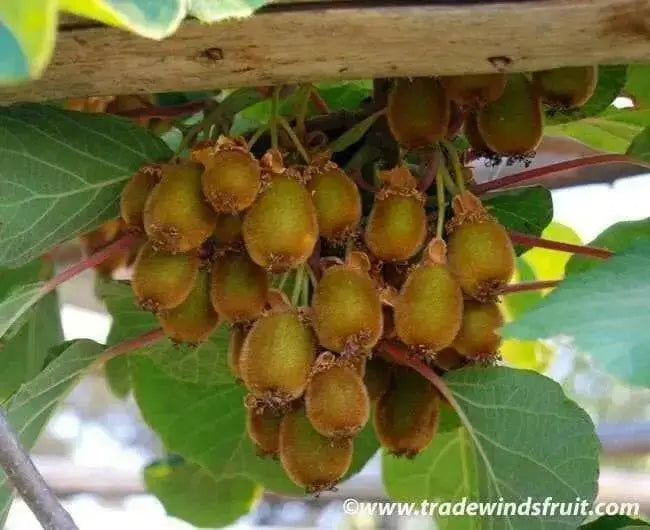 KIWI Fruit SEEDS, Tropical Fruit Bearing Vines, Chinese Gooseberry, - Caribbean garden seed