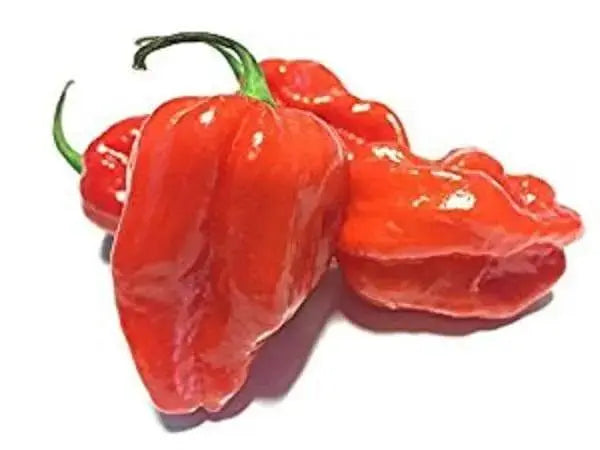 Komodo Dragon PEPPER SEEDS, Capsicum Chinense , SUPERHOT - Caribbeangardenseed