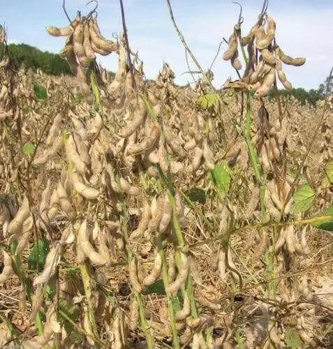 Korean Black Soybean Seeds,Edible soybean,asian vegetable - Caribbean garden seed