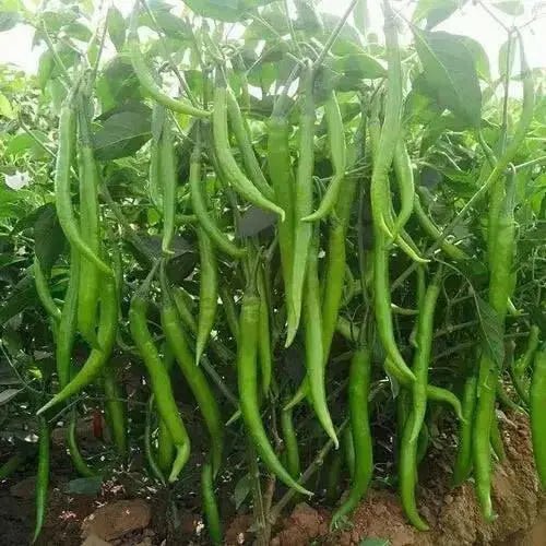 Pepper Seeds -Korean hot ( Wa Mae Wo - Yeori Gochu )  Capsicum annuum - Asian vegetables - Caribbean garden seed