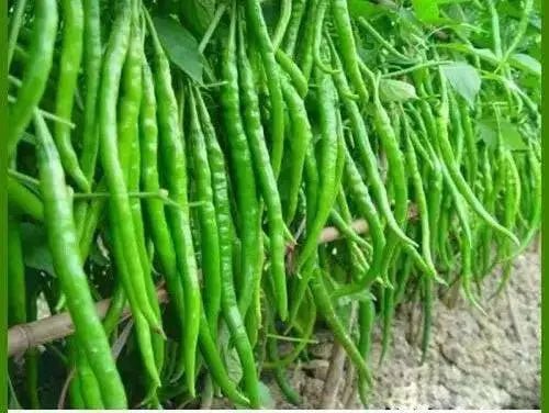 Pepper Seeds -Korean hot ( Wa Mae Wo - Yeori Gochu )  Capsicum annuum - Asian vegetables - Caribbean garden seed