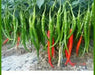 Pepper Seeds -Korean hot ( Wa Mae Wo - Yeori Gochu )  Capsicum annuum - Asian vegetables - Caribbean garden seed