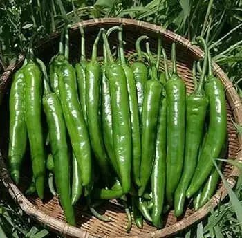 Pepper Seeds -Korean hot ( Wa Mae Wo - Yeori Gochu )  Capsicum annuum - Asian vegetables - Caribbean garden seed