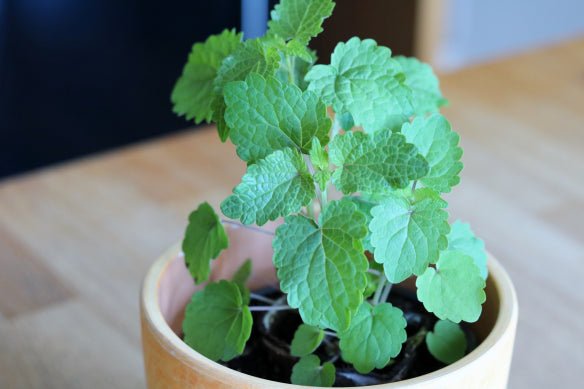 Korean Mint SEEDS. - Agastache rugosa. - asian herb