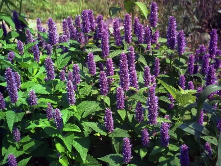 Agastache Seeds - Rugosa Korean Mint. ASIAN Perennial - Caribbeangardenseed