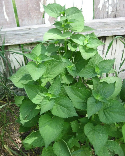 KOREAN MINT SEEDS, ASIAN VEGETABLE - Caribbeangardenseed