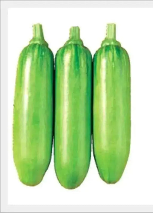 Korean Summer Squash Seeds "Meot Jaeng I Ae", Asian Vegetable - Caribbean garden seed