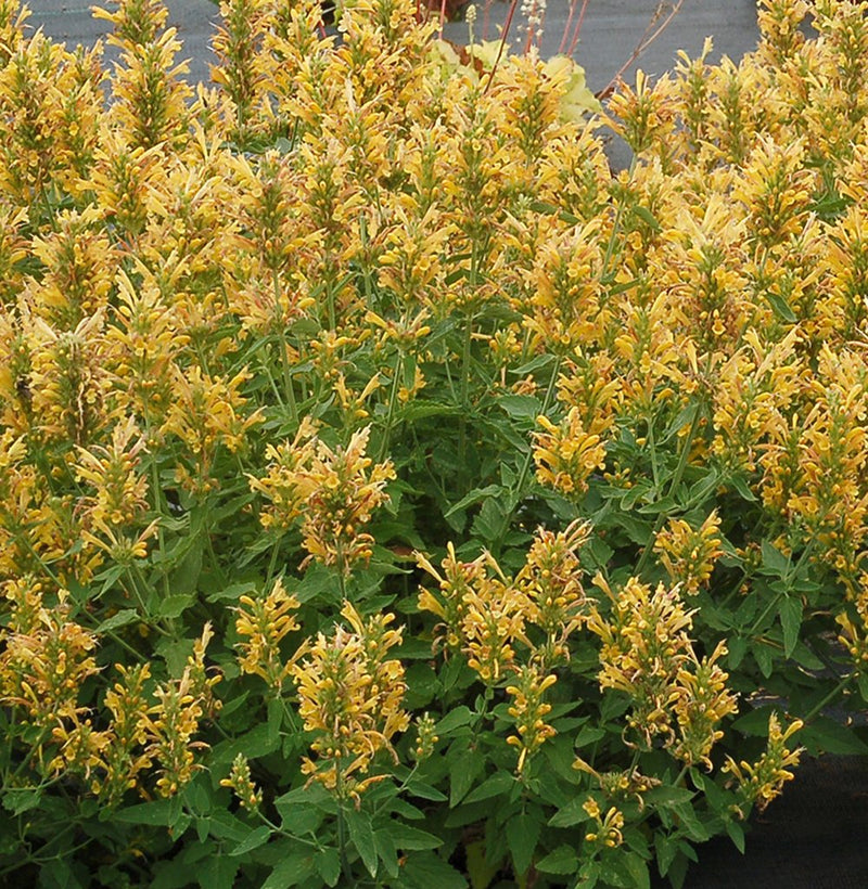 Yellow Agastache Live Plants, 3 Pack - Hummingbird Mint