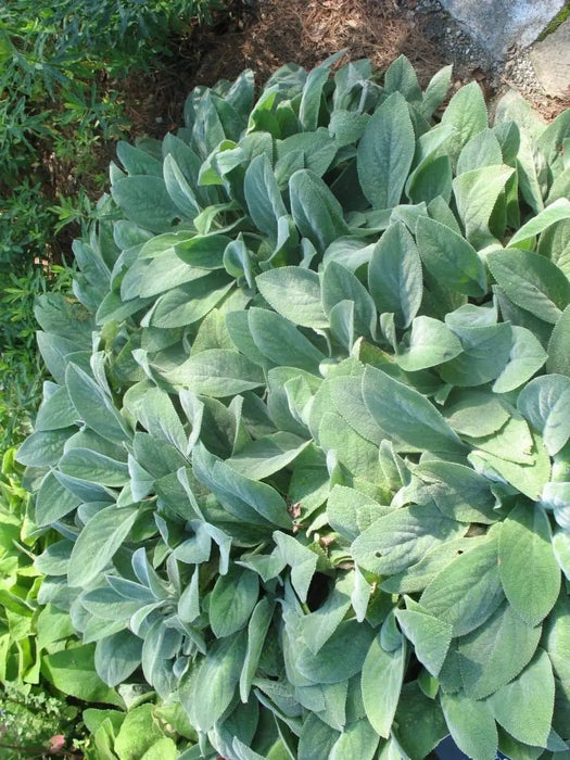 Lamb's Ear , HERB SEEDS - Caribbeangardenseed