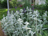 Lamb's Ear , HERB SEEDS - Caribbeangardenseed