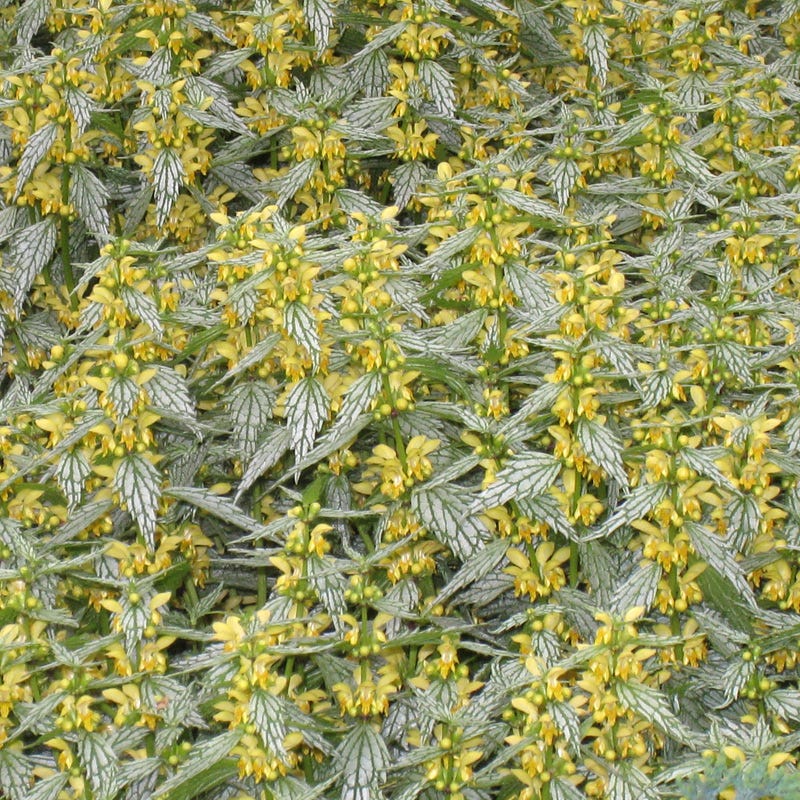 Herman's Pride Lamiastrum | 3 Live Plants