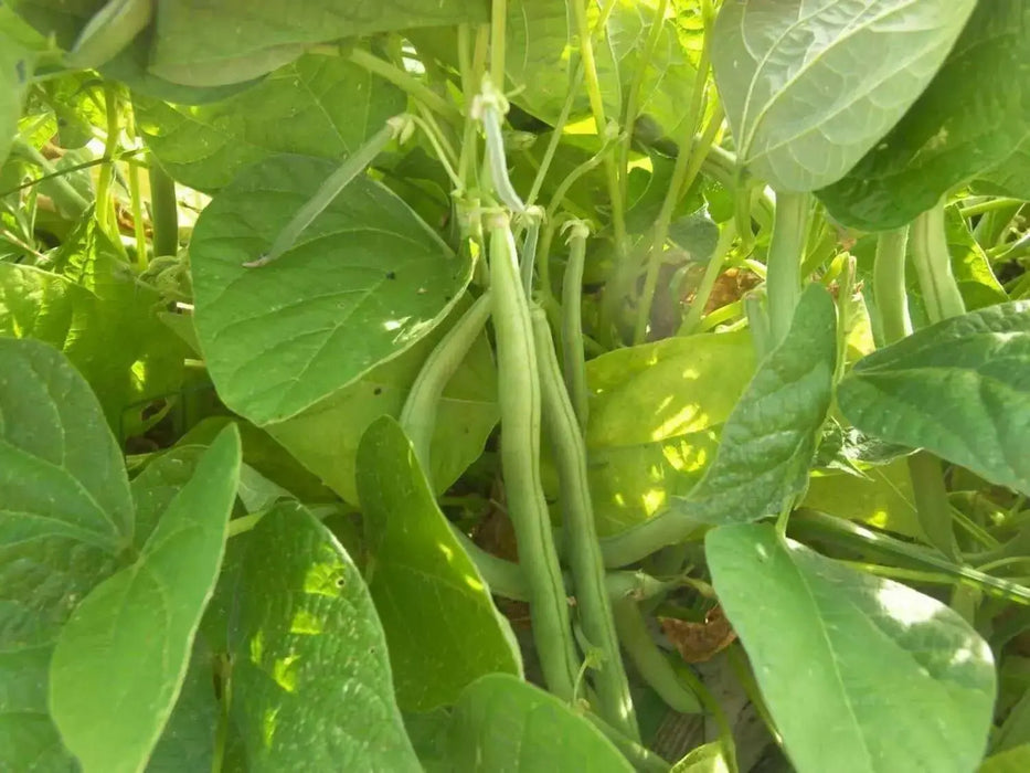 landreth stringless bush bean - Caribbean garden seed