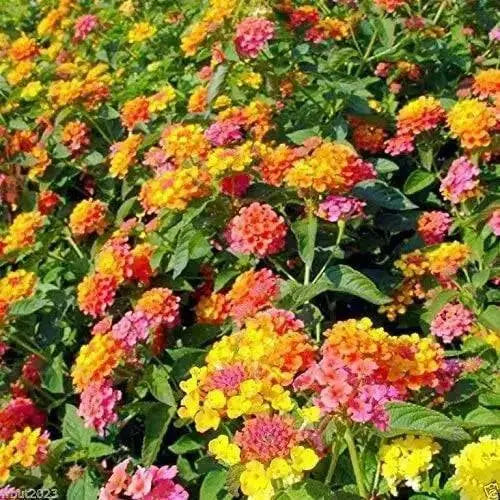 lantana camara seed, Perennial Flowers - Caribbean garden seed