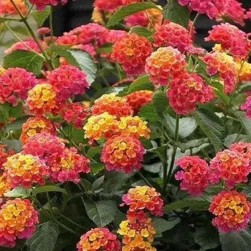 LANTANA CONFETTI (STARTER PANT) Perennial Flowers - Caribbean garden seed