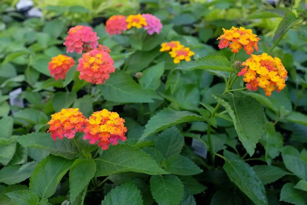 LANTANA CONFETTI (STARTER PANT) Perennial Flowers - Caribbean garden seed