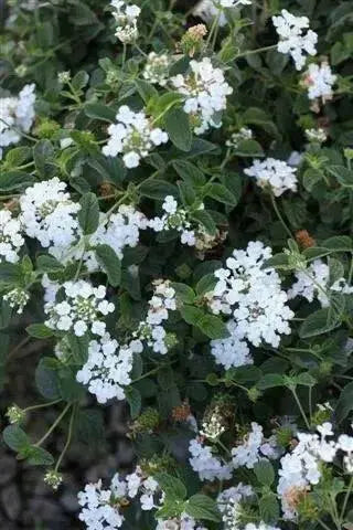 Lantana TRAILING WHITE (STARTER PANT) Perennial Flowers - Caribbean garden seed