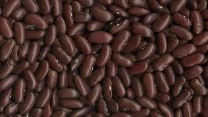 LARGE DARK Brown Kidney Beans - Caribbean garden seed