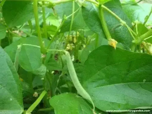 LARGE DARK RED, Kidney BUSH Bean,500 Seeds, JAMAICAN - Caribbean garden seed