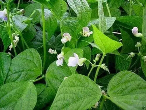 LARGE DARK RED, Kidney BUSH Bean,500 Seeds, JAMAICAN - Caribbeangardenseed