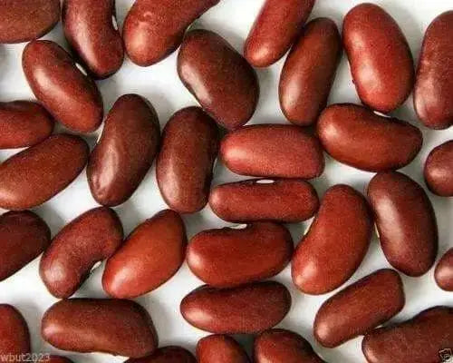 LARGE DARK RED, Kidney BUSH Bean,500 Seeds, JAMAICAN - Caribbean garden seed