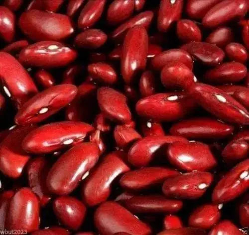 LARGE DARK RED, Kidney BUSH Bean,500 Seeds, JAMAICAN - Caribbeangardenseed