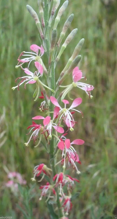 100 Flowered Gaura Seeds,Butterfly Flower,Gaura longiflora -Biennial Bee blossom - Caribbeangardenseed