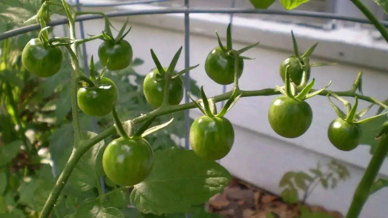 Large Red Cherry' Tomato Seeds -( Lycopersicon lycopersicum) Open Pollinated ,Heirloon, Organic ! Super Sweet - Caribbean garden seed