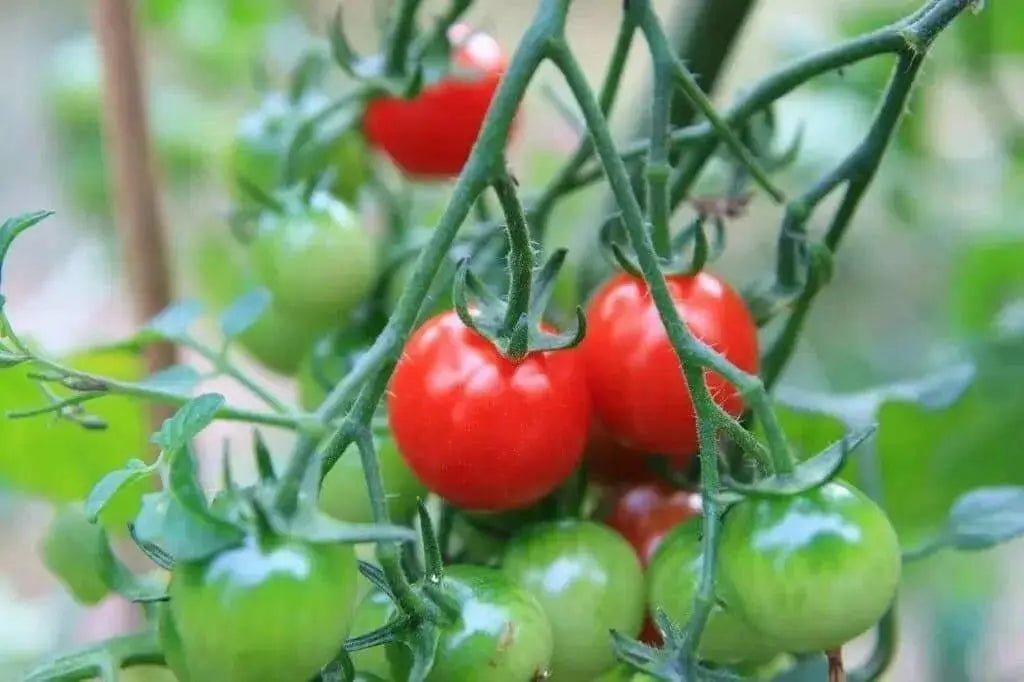 Large Red Cherry' Tomato Seeds -( Lycopersicon lycopersicum) Open Pollinated ,Heirloon, Organic ! Super Sweet - Caribbean garden seed