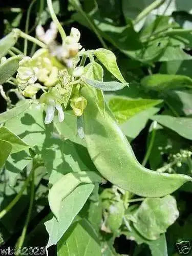 Large White Lima beans (pole)  Heirloom Vegetable seeds - Caribbean garden seed