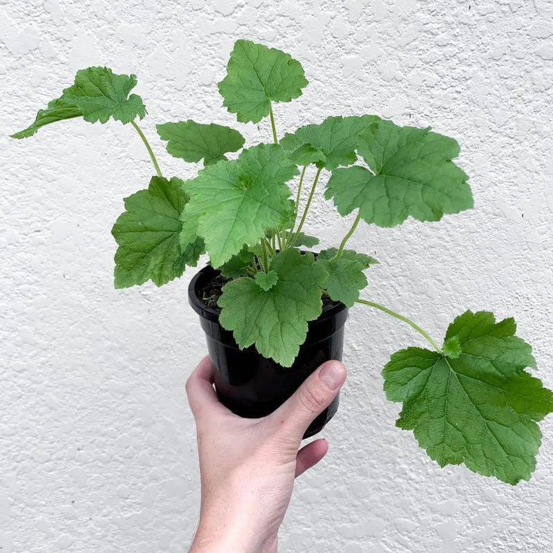 Tolmiea Piggyback Plant – Live Houseplant | Self-Propagating, Pet-Friendly (Tolmiea menziesii)