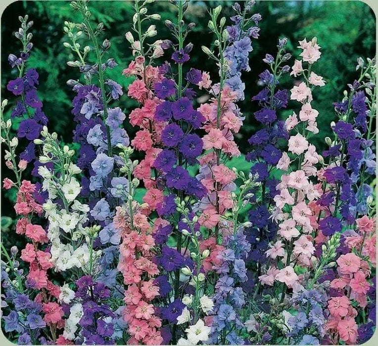 Larkspur FLOWERS SEED - Delphinium Rocket - Caribbean garden seed