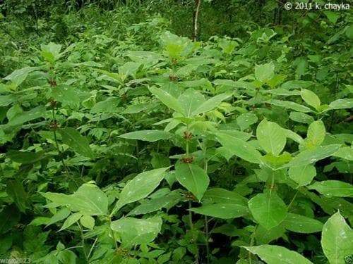 10 Late Horse Gentian Seeds (Triosteum perfoliatum) known as Wild Coffee - Caribbeangardenseed