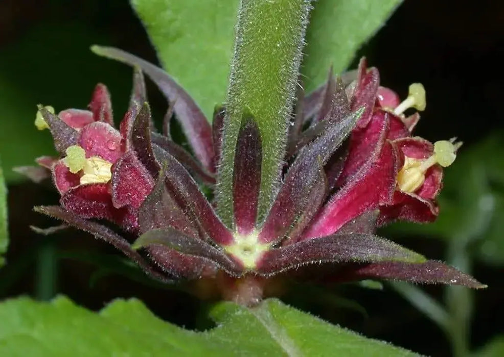 Late Horse Gentian - Seeds (Triosteum perfoliatum) Aka Wild Coffee, Feverwort, - Caribbeangardenseed