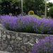 LAVENDER MUNSTEAD (Live Pant/Root ) Perennial - Caribbean garden seed