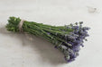 Lavender Munstead – angustifolia (Live Pant/Root ) Perennial - Caribbeangardenseed