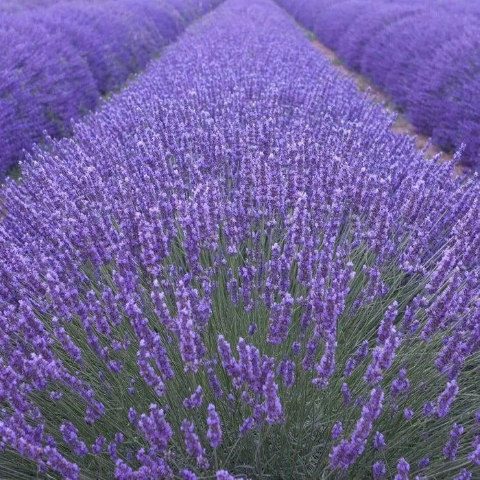 LAVENDER MUNSTEAD (Live Pant/Root ) Perennial - Caribbean garden seed