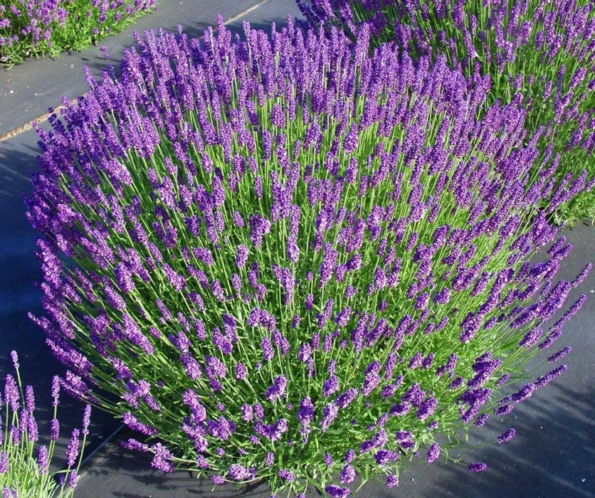 LAVENDER MUNSTEAD (Live Pant/Root ) Perennial - Caribbean garden seed