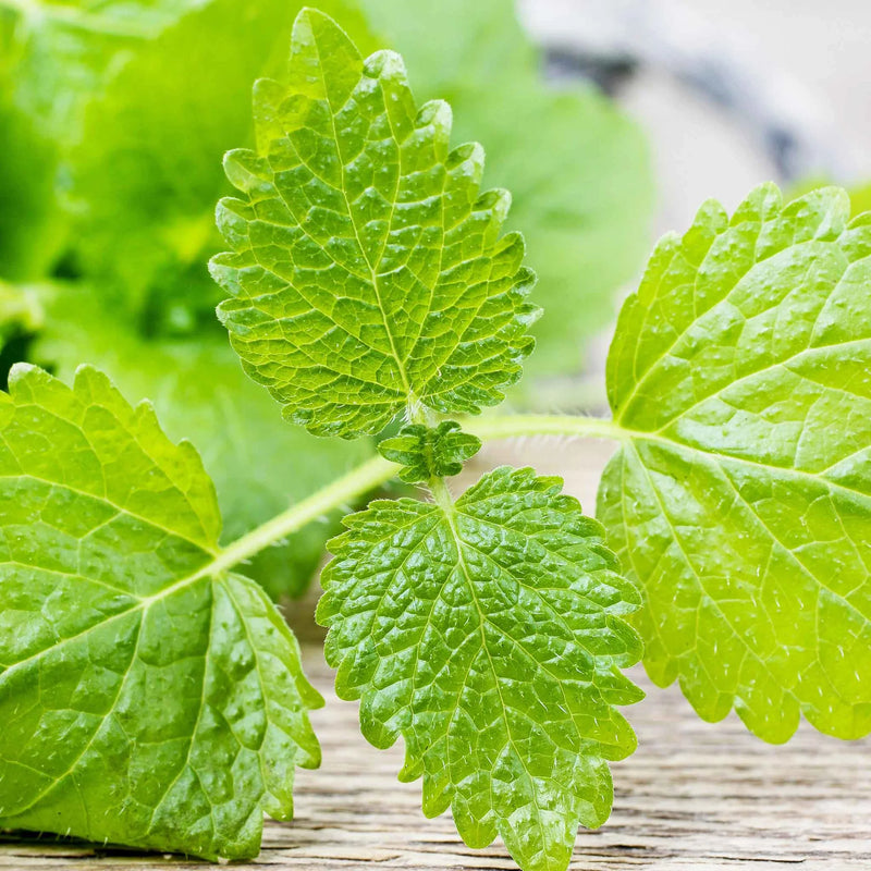 Lemon Balm Live Herb Plants (Melissa officinalis) pack or 3