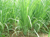 Lemon Grass Herb Seeds - jamaican Fever grass - Caribbean garden seed