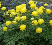Lemon Supreme Globeflower SEEDS - Trollius europaeus 'Lemon Supreme' - Caribbean garden seed