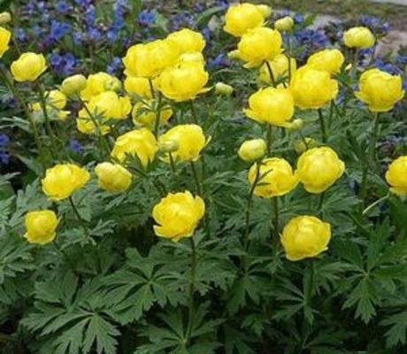 Lemon Supreme Globeflower SEEDS - Trollius europaeus 'Lemon Supreme' - Caribbean garden seed