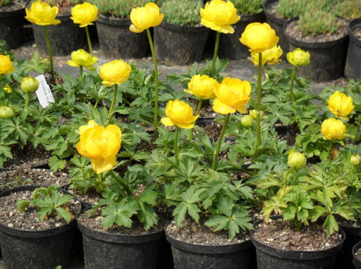 Lemon Supreme Globeflower SEEDS - Trollius europaeus 'Lemon Supreme' - Caribbean garden seed