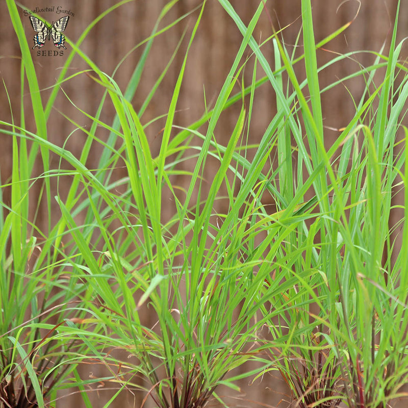 West Indian Lemongrass Seeds - Fever Grass Culinary Herb