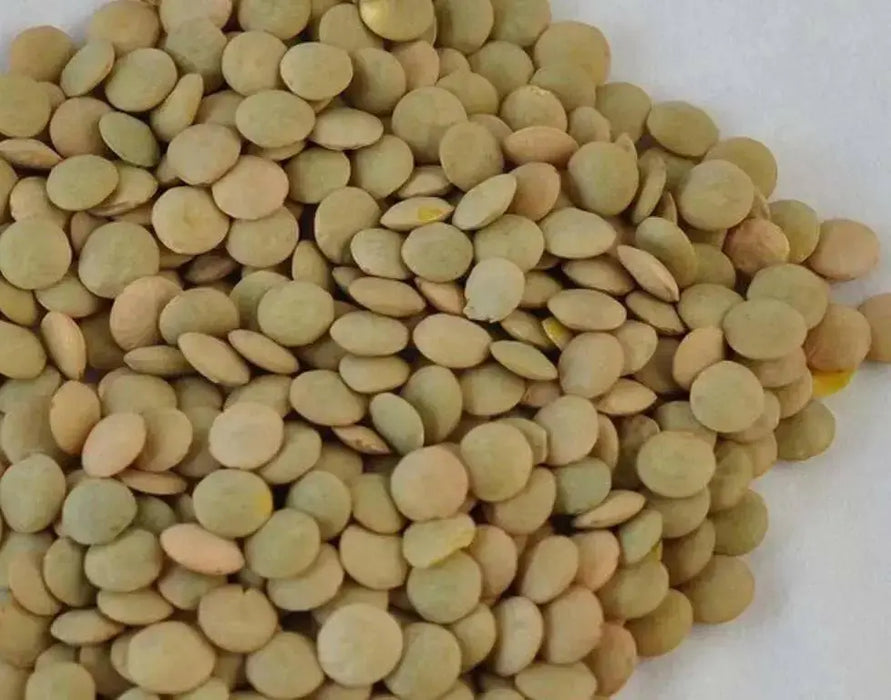 Lentils  Seeds - Green (Lens esculenta)  Pure, Organic, heirloom seeds,Untreated, Non-GMO, Pesticide Free - Caribbean garden seed